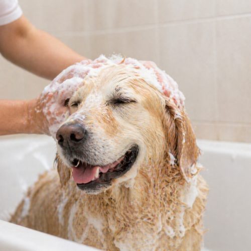 domestic water softers