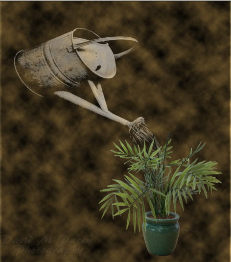 Is softened water safe for plants?