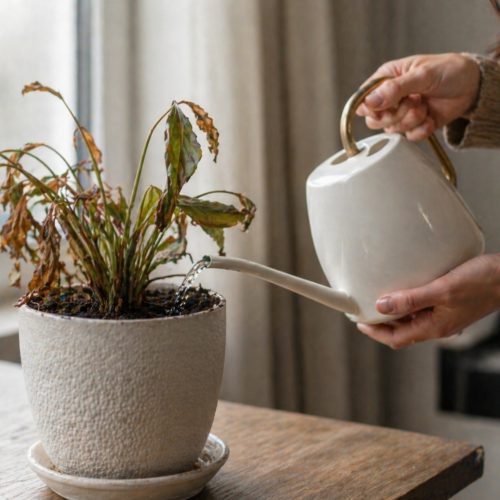 Is softened water safe for plants?
